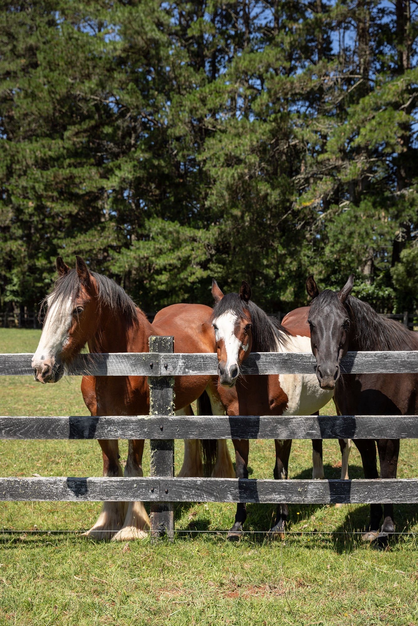 Horses along a timber fence in a green paddock, the highlands behind.